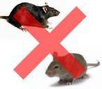 muizen en ratten 3